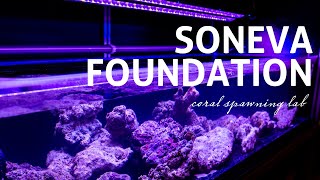 Soneva Foundation  Coral Spawning Lab at Soneva Fushi [upl. by Tadio617]