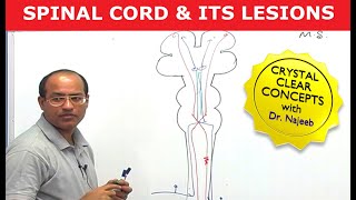 Spinal Cord Injury and its Lesions  Neuroanatomy [upl. by Aryahay826]