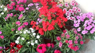 Do ONLY 5 THINGS To Keep Dianthus Full amp Flowering [upl. by Ytsirk]