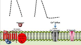 Metoprolol  Mechanism of Action [upl. by Attoynek310]