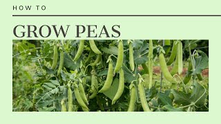 How to Grow Peas sowing care and harvest [upl. by Kamp527]