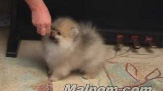 Pomeranian puppy 12 weeks [upl. by Bolling491]