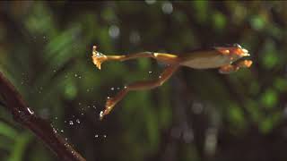 The Art of Frog Jumpingin SlowMotion [upl. by Imehon]