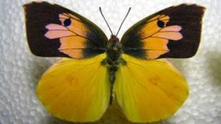 Californias state insect Dogface Butterfly Life Cycle Documentary 720p HD [upl. by Ayifa232]