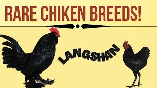 lanshan chickens ornamental Chinese chicken breed [upl. by Eseryt725]