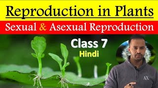 Reproduction in plants Part 1 🌴  7thclass  ncert  reproductioninplants  hpbose [upl. by Sibyl]