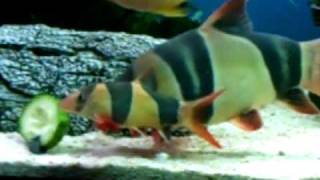 large clown loach in 8 foot tank [upl. by Reklaw]