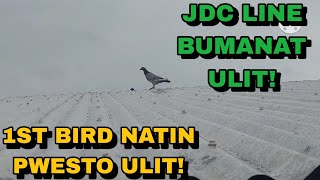 PASOK ULIT 1ST BIRD NATIN SA TOP 3 ANG BIBILIS NILA NGAYON [upl. by Eiloj858]