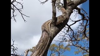 THE LARGEST SNAKE IN AFRICA [upl. by Oirotciv]