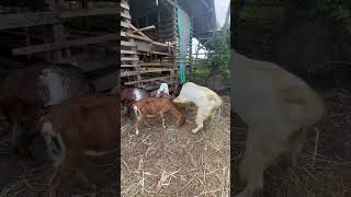 Boer goats crossbreed with peanut goats [upl. by Hcurob]