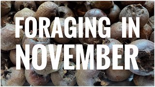 Foraging in November  UK Wildcrafts Foraging Calendar [upl. by Clarence]