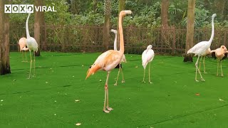 Animal Videos  Meet The Zoo’s Turtle Giraffe Flamingo Pelican Jungle Fowl Life Play Survival [upl. by Nesta897]