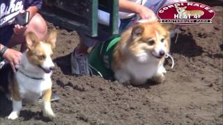 Canterbury Park Corgi Races 7302016 [upl. by Knowles]