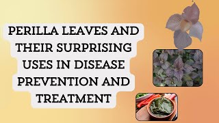 Perilla Leaves and their Surprising uses in Disease Prevention and Treatment  Pharma Healthy [upl. by Naened729]