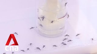 Mosquitoes released under Project Wolbachia do not bite but increased presence can be noticeable [upl. by Neila541]