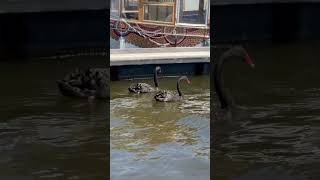 Swan River Black Swans Perth Australia [upl. by Leahciam]