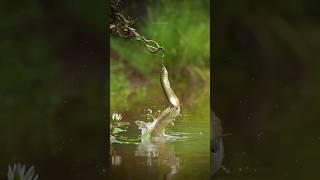 🐠Arowana Rocked 🐍Snake Shocked 😜 மீன் பாம்பையும் விட்டு வைக்கல💯 shorts aquarium arowana fish [upl. by Bindman]