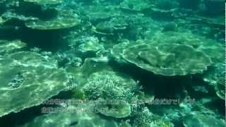 BATHALA 2011 Maayafushi Snorkeling Tour [upl. by Deehan]