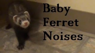 Baby Ferret Noises [upl. by Gemperle]