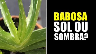 BABOSA GOSTA DE SOL OU SOMBRA [upl. by Huberty]