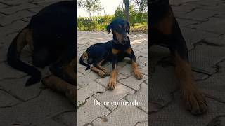 dear comrade good friends shorts youtubeshorts tncwellness gaumata dog doglover [upl. by Elaval110]