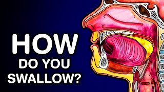 SWALLOWING OR DEGLUTITION  ANATOMY AND PHYSIOLOGY [upl. by Hui]