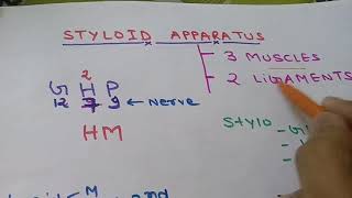 FOR MBBS ANATOMY OF STYLOID APPARATUS  WITH MNEMONICS [upl. by Ennove]