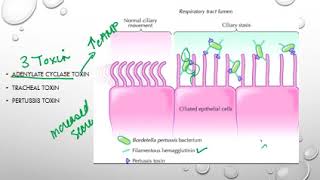 Bordetella pertussis [upl. by Noma]