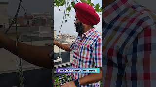 Organic farming terrace gardening ideas organic vegetablesshortsfeed shortvideofarming shorts [upl. by Eiramanna]