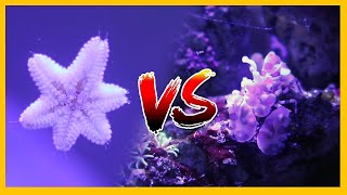 Asterina Starfish vs Harlequin Shrimp [upl. by Naugan350]