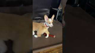 Hanni  F  Red Merle Corgi playing on the elevated pet bed with guest appearance Tommy  M  Sable [upl. by Larret]