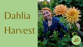 Dahlia Harvesting What You Need to Know [upl. by Carlton]