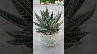 Gasteraloe Snow Rock [upl. by Arber]