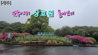 제주 비오는 날의 상효원 [upl. by Lodge431]