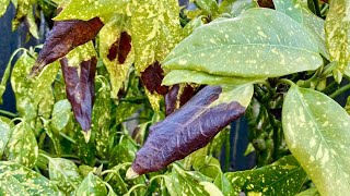 Remove Black Spotted Leaves For Aucuba Japonica quotGold Dust Plantquot amp Babies Update 4K  May 7 2024 [upl. by Eniamrehc]