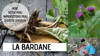 LA BARDANE la plante des problèmes de peau [upl. by Osithe978]