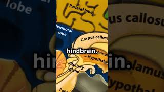 Brain and its Parts cbseclass10biology brainanditspartsCNScontroland coordinationlobes of brain [upl. by Ieluuk]