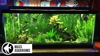 How to set up a FRESHWATER AQUARIUM Beginners guide to your 1st Fish Tank [upl. by Shoemaker]