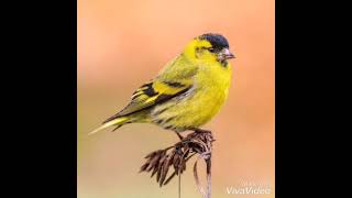 CANTO DEL LUCHERINO Canto de Lugano Carduelis Spinus [upl. by Nosmirc]