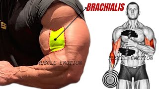 TOP 4 BRACHIALIS WORKOUT WITH DUMBBELLS BARBELL AND CABLE ONLY AT GYM [upl. by Ettereve85]