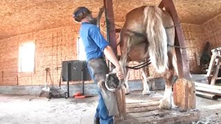 DRAFT HORSES Going To The Amish Farrier Part 1 Reset shoes on horses Should horses wear shoes [upl. by Hcardahs451]