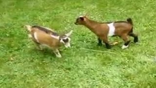 Adorable dwarf goat knocks over playmates [upl. by Gschu]