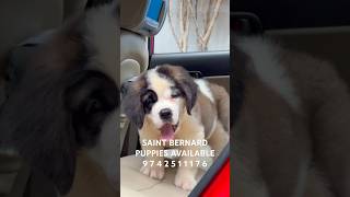 SAINT BERNARD Dog ST BERNARD Puppies Available In Bangalore dog puppy pets short shorts [upl. by Aliuqat651]