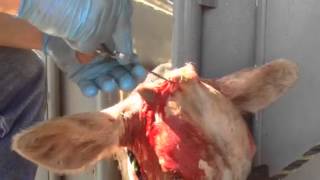 Surgical cow dehorning [upl. by Drusie]