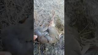 Partridge voice  Partridge hunting  Охота на Куропатка [upl. by Skill58]