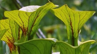 Exploring the Venus Flytrap with Attenborough  BBC Earth [upl. by Adnohs]