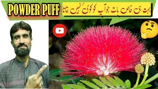 Powder puff plant🌺  Calliandra plant care  Celliendra flowering tree [upl. by Byrdie]