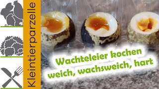 Wachteleier kochen  weich wachsweich hart gekochte Wachteleier [upl. by Elroy]