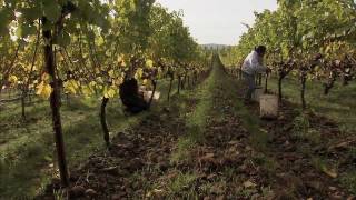 An Introduction to Biodynamic Viticulture [upl. by Alena646]