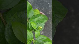 Nightflowering jasmineHarshinhar flowersjamshedpurgardenplantsnatureshortvideoshortsfyp [upl. by Spense]